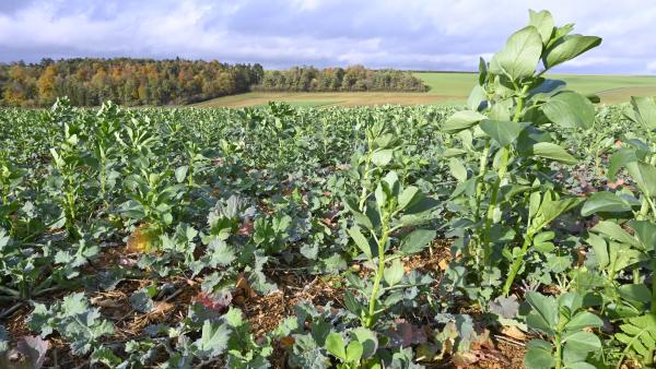 Association colza - féverole. Crédit photo : Laurent Jung 2019.