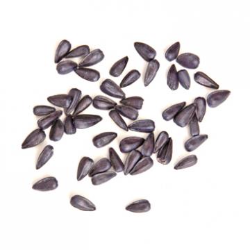 Graines de tournesol