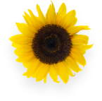 Fleur de tournesol